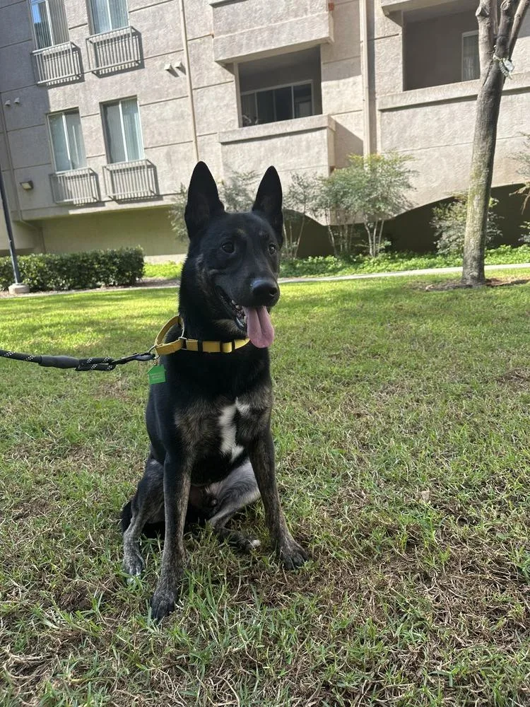 Maxanubis thumbnail 5