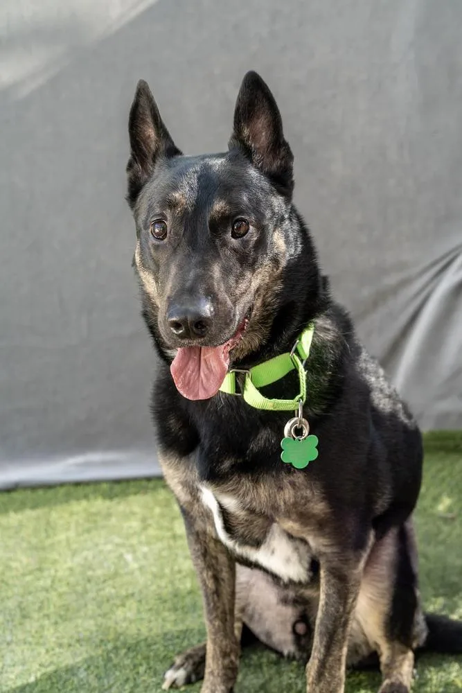 Maxanubis thumbnail 6