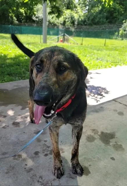 Butkus