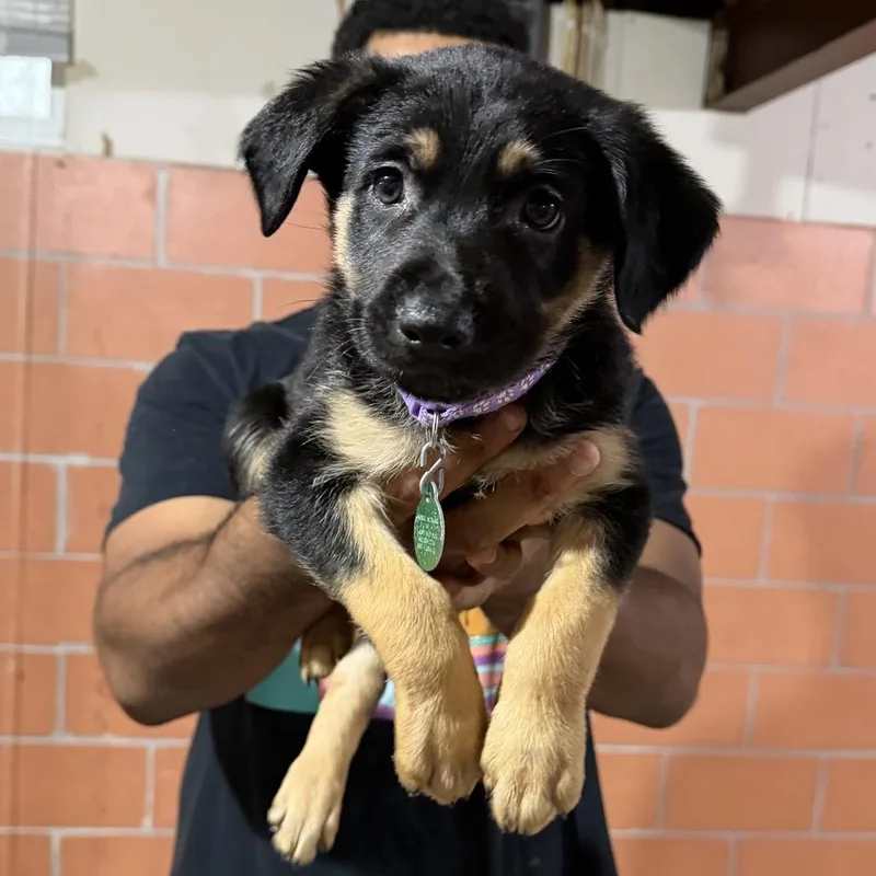 A baby small-sized female Black Mixed Breed dog named Wombat for adoption in Buffalo, MN