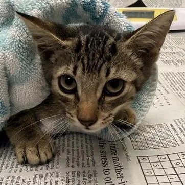A baby small-sized female Brown / Chocolate Domestic Short Hair cat named French Fry for adoption in Jacksonville, FL