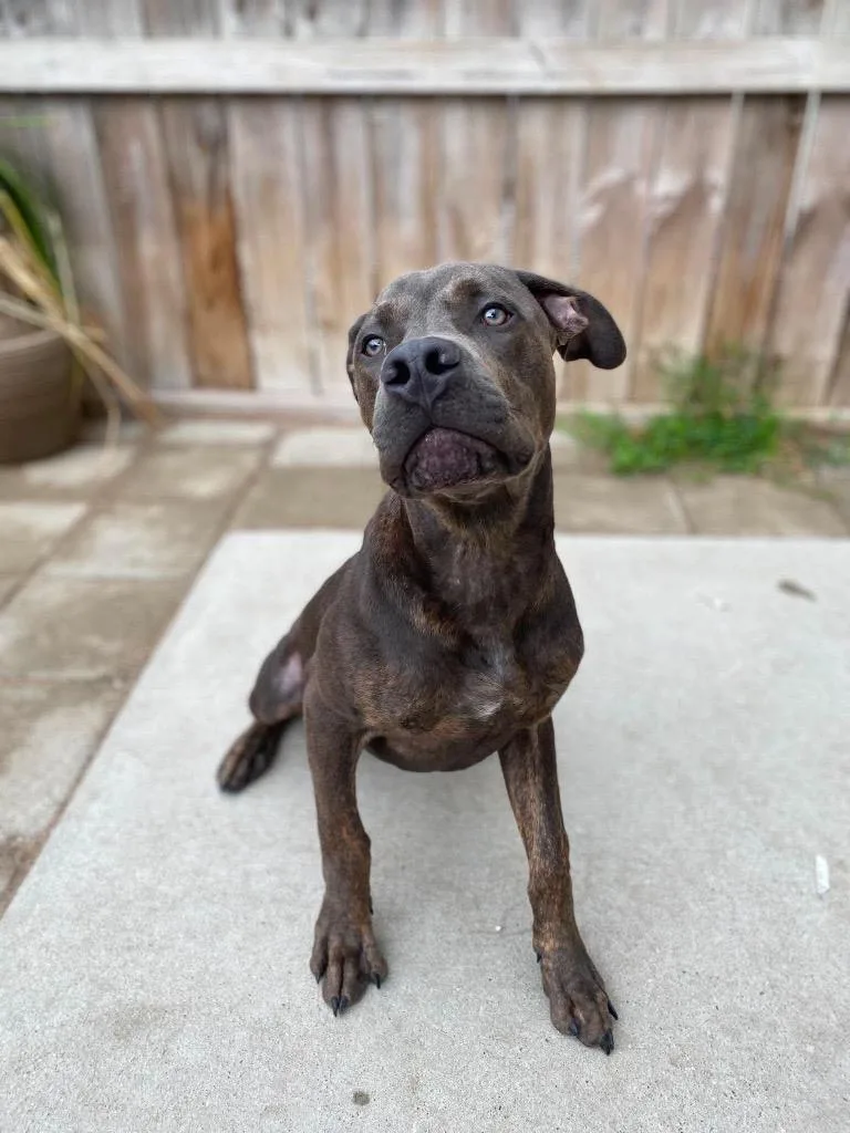 A young medium-sized male Mixed Breed dog named Rogan for adoption in Muskegon, MI