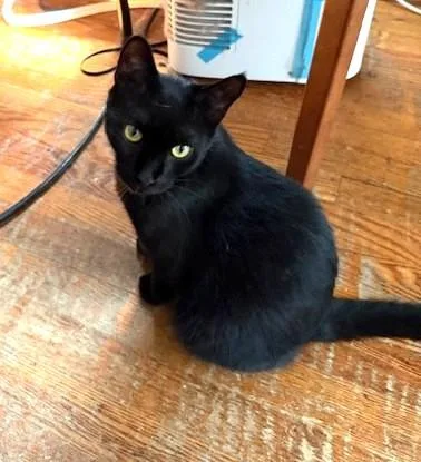 A young medium-sized male Black Domestic Short Hair cat named Moshi for adoption in New York, NY