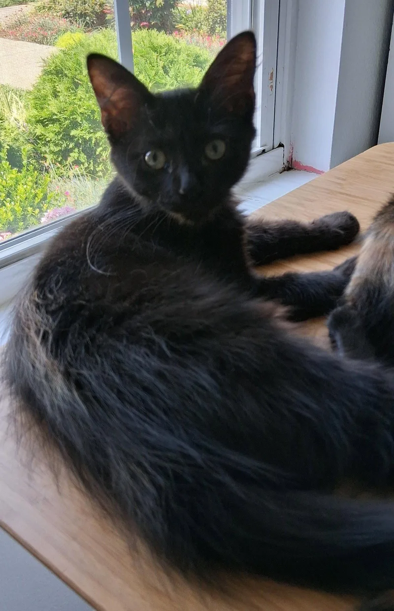 Blinkie