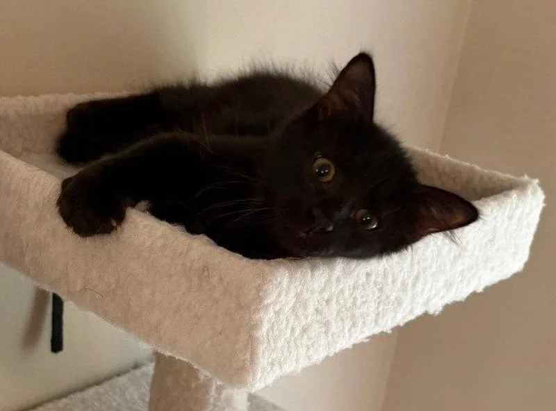 Blinkie thumbnail 2