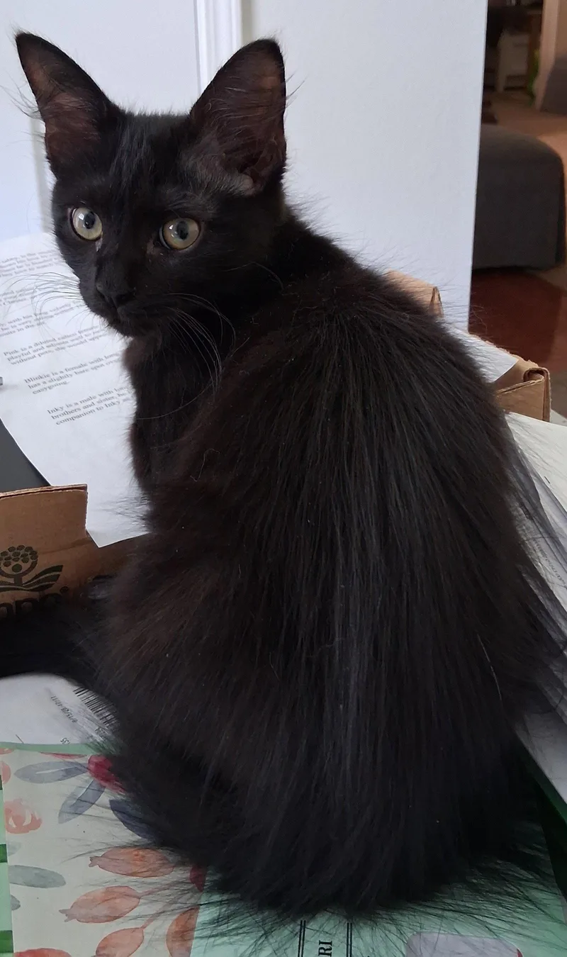 Blinkie thumbnail 3