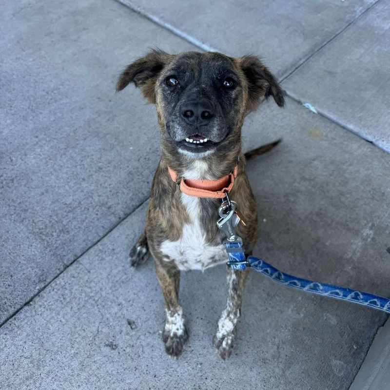 An adult medium-sized female Brindle Mixed Breed dog named Tigger for adoption in Bend, OR