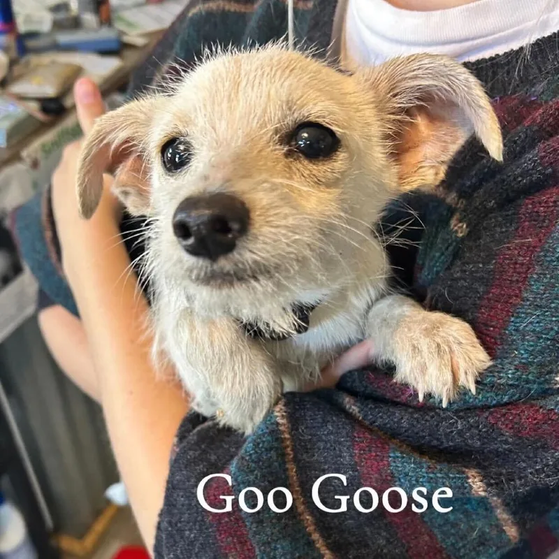 Goo Goose