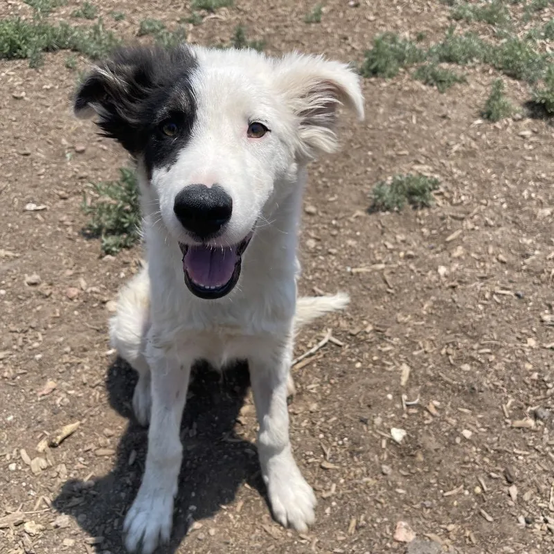 A baby medium-sized male White / Cream Cattle Dog dog named Goggles for adoption in Flagstaff, AZ