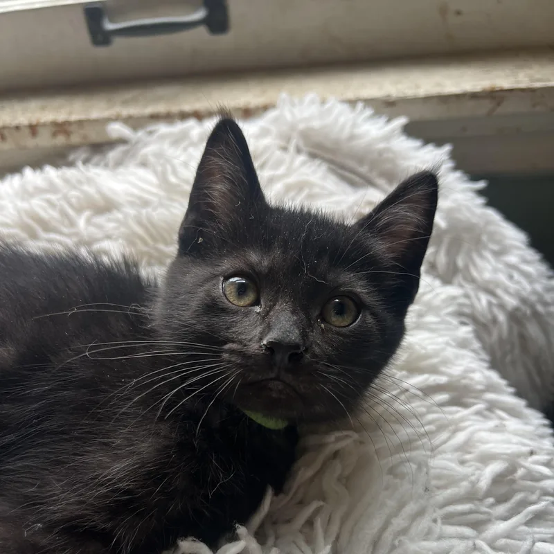 A baby medium-sized female Domestic Medium Hair cat named Bumblebee for adoption in Racine, WI