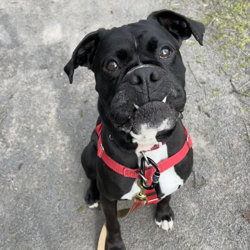 An adult medium-sized male Black Boxer dog named Prince for adoption in Fairport, NY