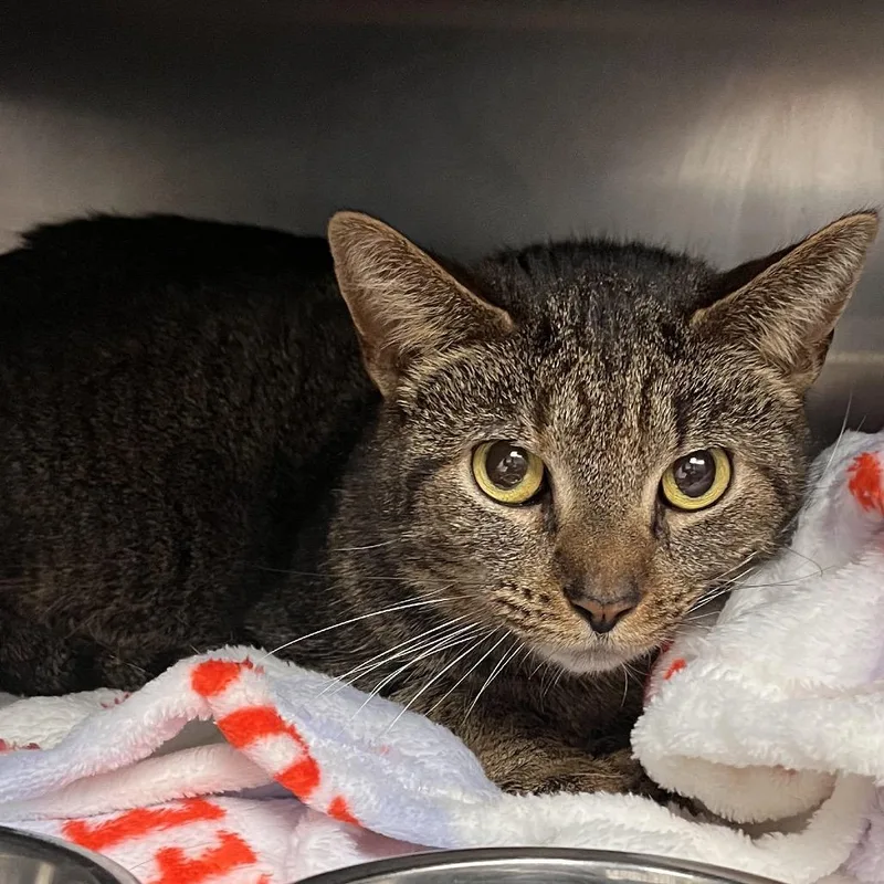 An adult medium-sized female Brown / Chocolate Domestic Short Hair cat named Ceramics for adoption in Mentor, OH