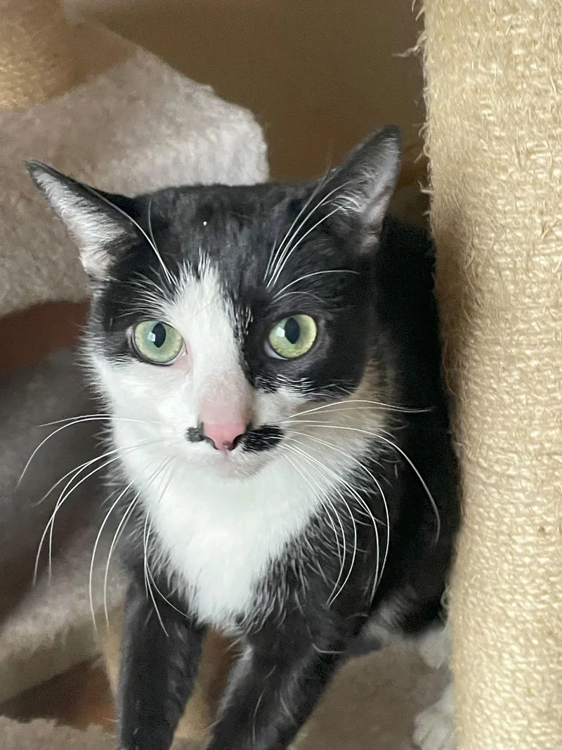 An adult medium-sized female Black & White / Tuxedo Domestic Short Hair cat named Luna for adoption in Philadelphia, PA