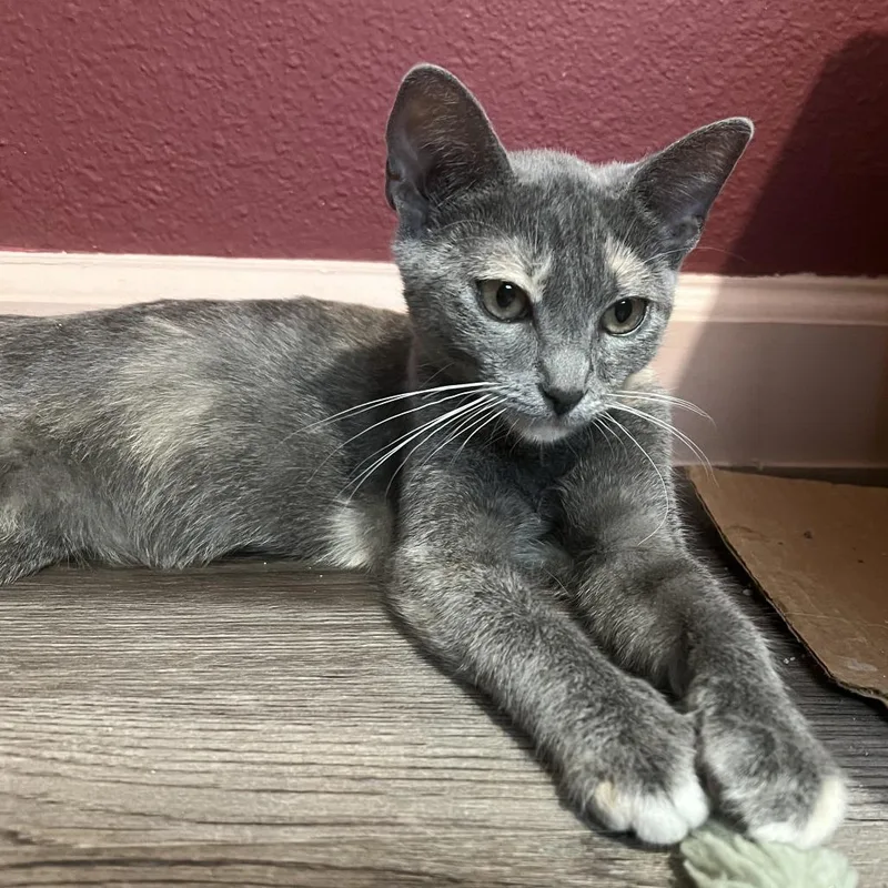A baby small-sized female Calico Domestic Short Hair cat named Crackle for adoption in Long Beach, CA