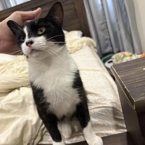A young medium-sized female Black & White / Tuxedo Domestic Short Hair cat named Pepe for adoption in Springtown, TX