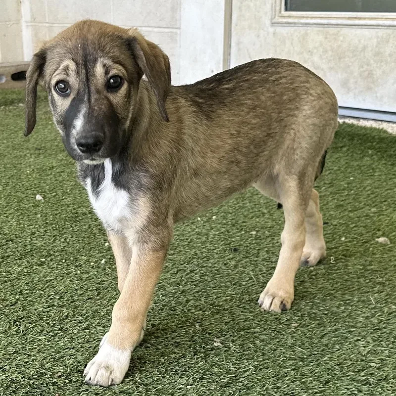 Savannah  Aka Snickers thumbnail 2