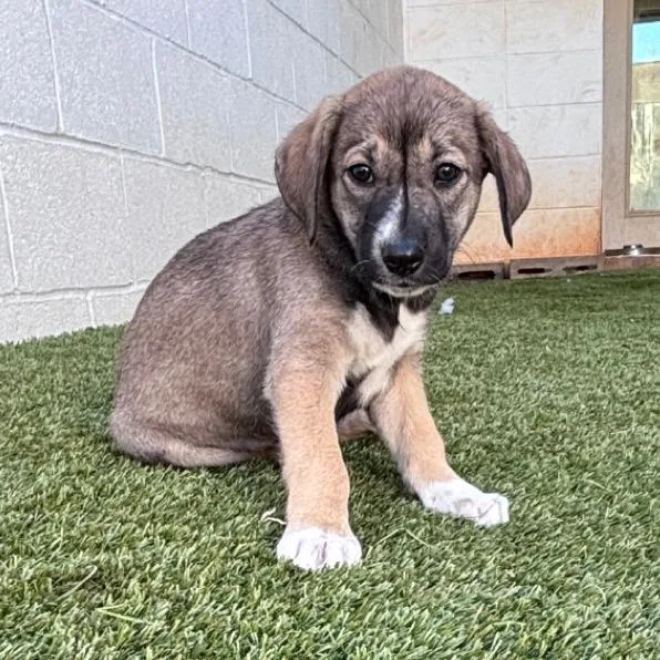 Savannah  Aka Snickers thumbnail 3