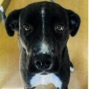 An adult medium-sized female Black Border Collie dog named Oakley for adoption in Long Beach, CA