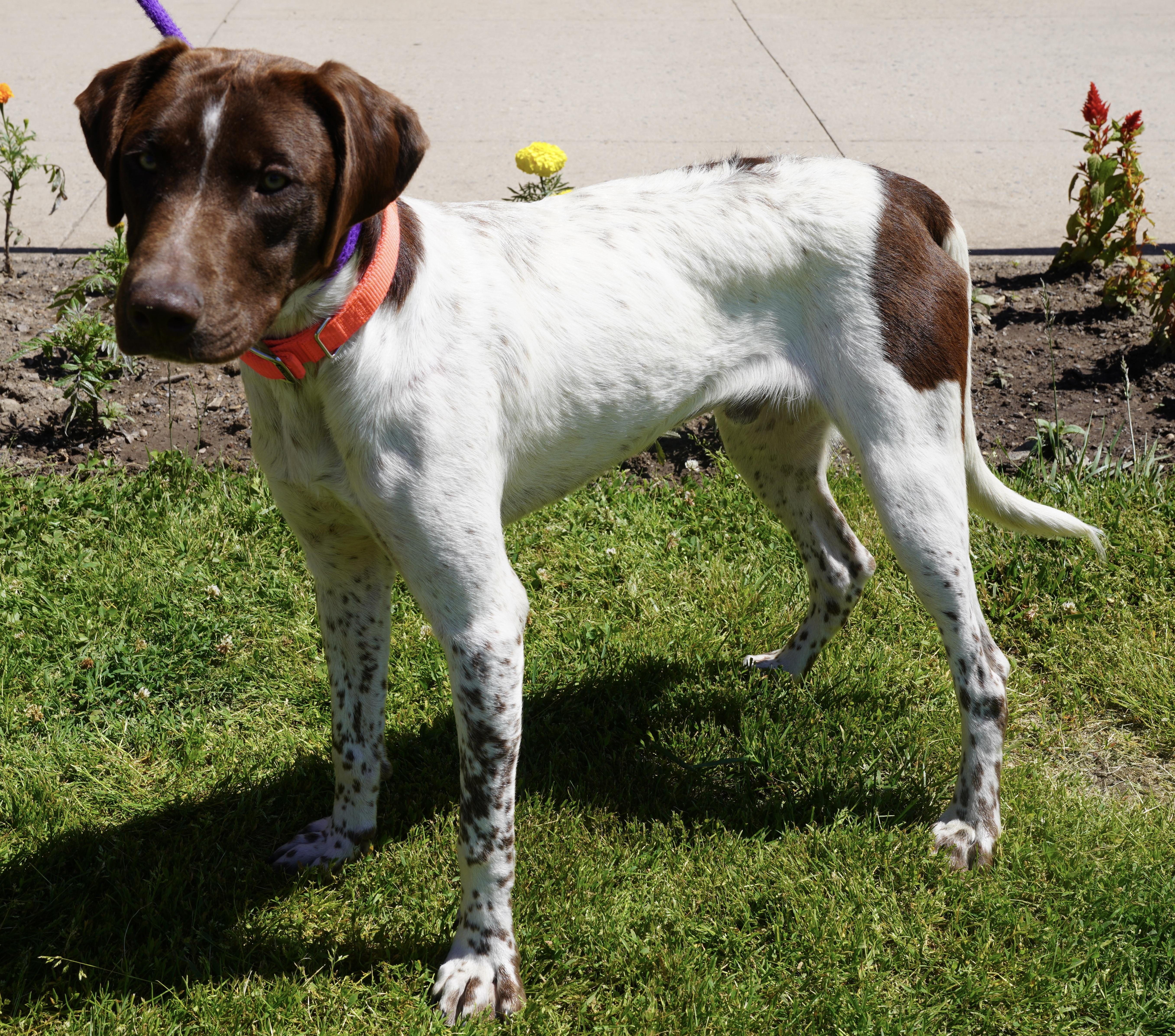 A young medium-sized male Red / Chestnut / Orange German Shorthaired Pointer dog named Dorney for adoption in Pottsville, PA