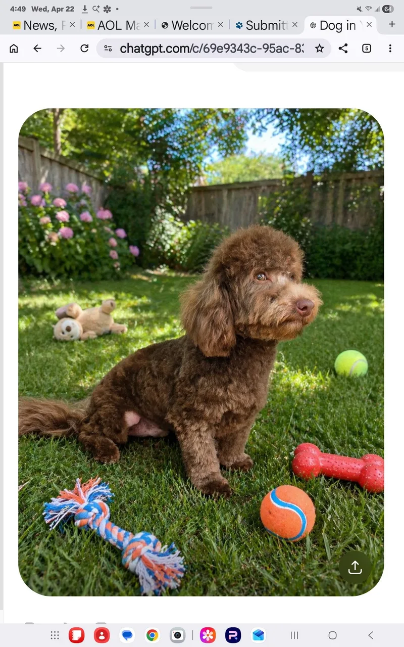 A young small-sized male Bichon Frise dog named Valentine Candy for adoption in Seaford, DE