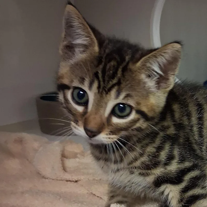 A baby small-sized male Brown / Chocolate Domestic Short Hair cat named Lio for adoption in Redwood City, CA
