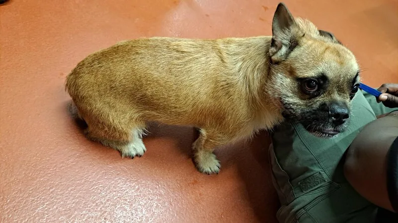 A young small-sized male Mixed Breed dog named Crisco for adoption in Douglasville, GA