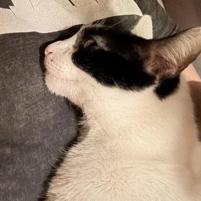 An adult medium-sized female White Domestic Short Hair cat named Scuba for adoption in Chicago, IL