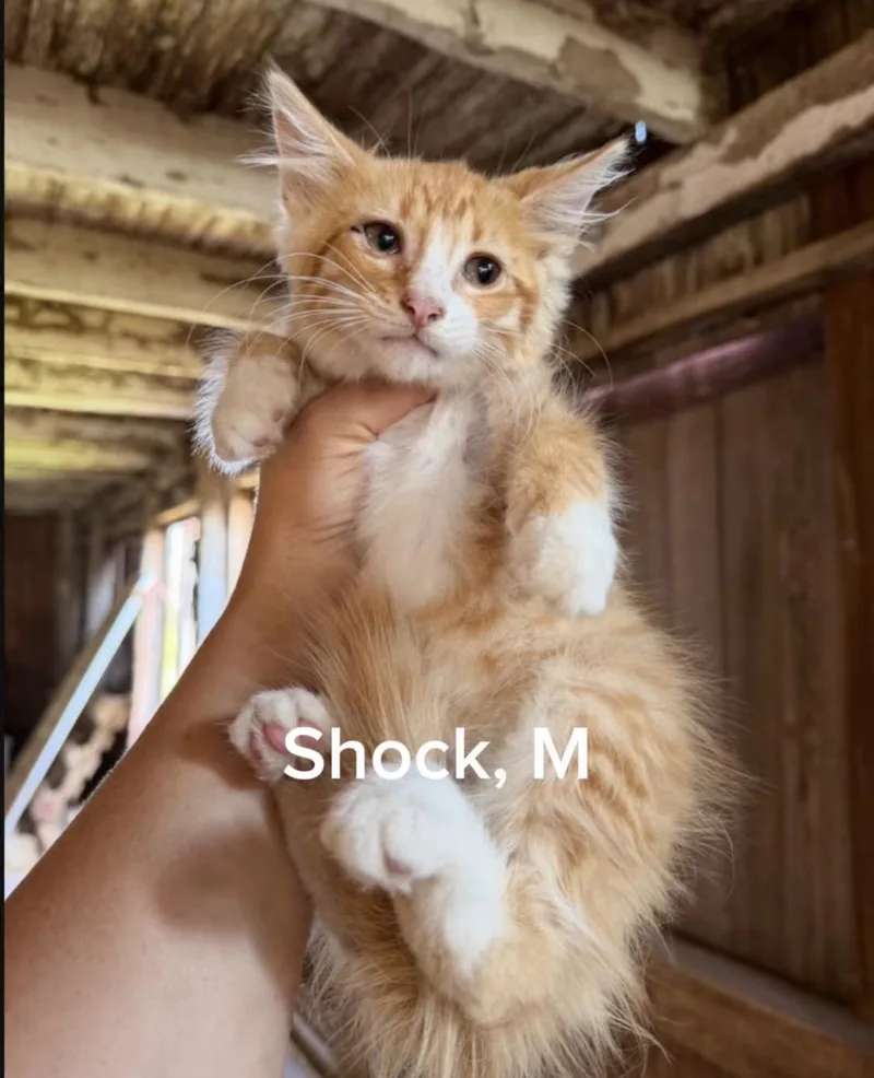 A baby medium-sized male Domestic Long Hair cat named Shock for adoption in Shrewsbury, MA