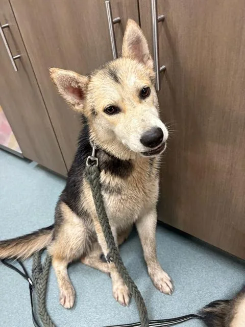 An adult medium-sized female German Shepherd Dog dog named Curly for adoption in Baytown, TX