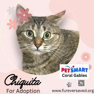 A young small-sized female Domestic Short Hair cat named Chiquita for adoption in Miami, FL