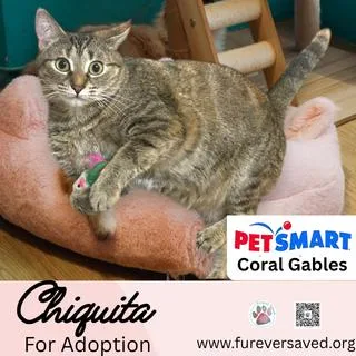 Chiquita thumbnail 2