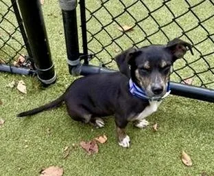 An adult small-sized female Mixed Breed dog named Poppyseed for adoption in Sylva, NC