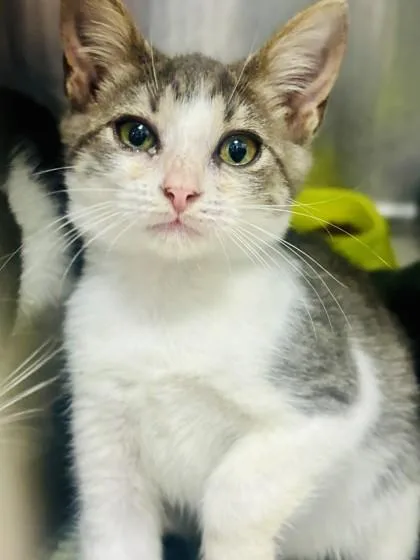 A baby medium-sized female Domestic Short Hair cat named Bette Davis for adoption in Georgetown, SC