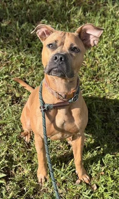 An adult large-sized female Boxer dog named Karma for adoption in Fort Lauderdale, FL