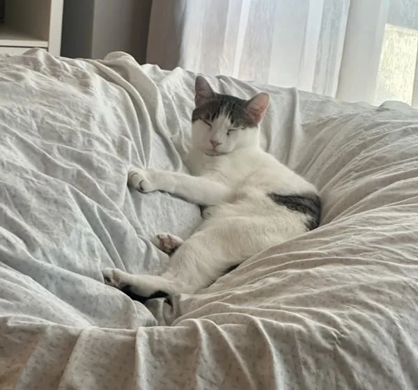 An adult medium-sized male Domestic Short Hair cat named Nino for adoption in Ridgewood, NY