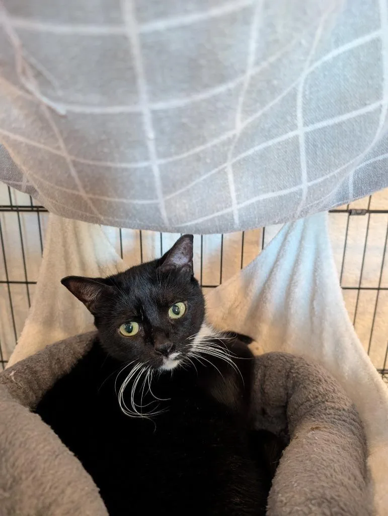 An adult medium-sized female Domestic Short Hair cat named Skittles for adoption in San Pedro, CA