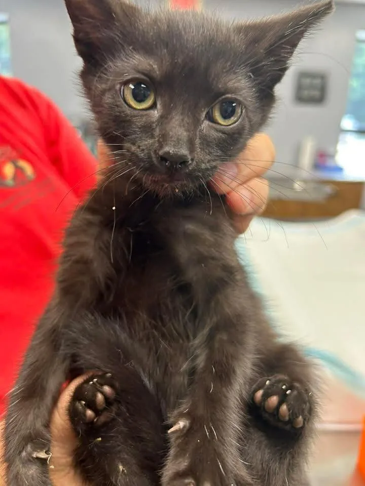 A baby small-sized male Domestic Short Hair cat named Trouble for adoption in Lavonia, GA
