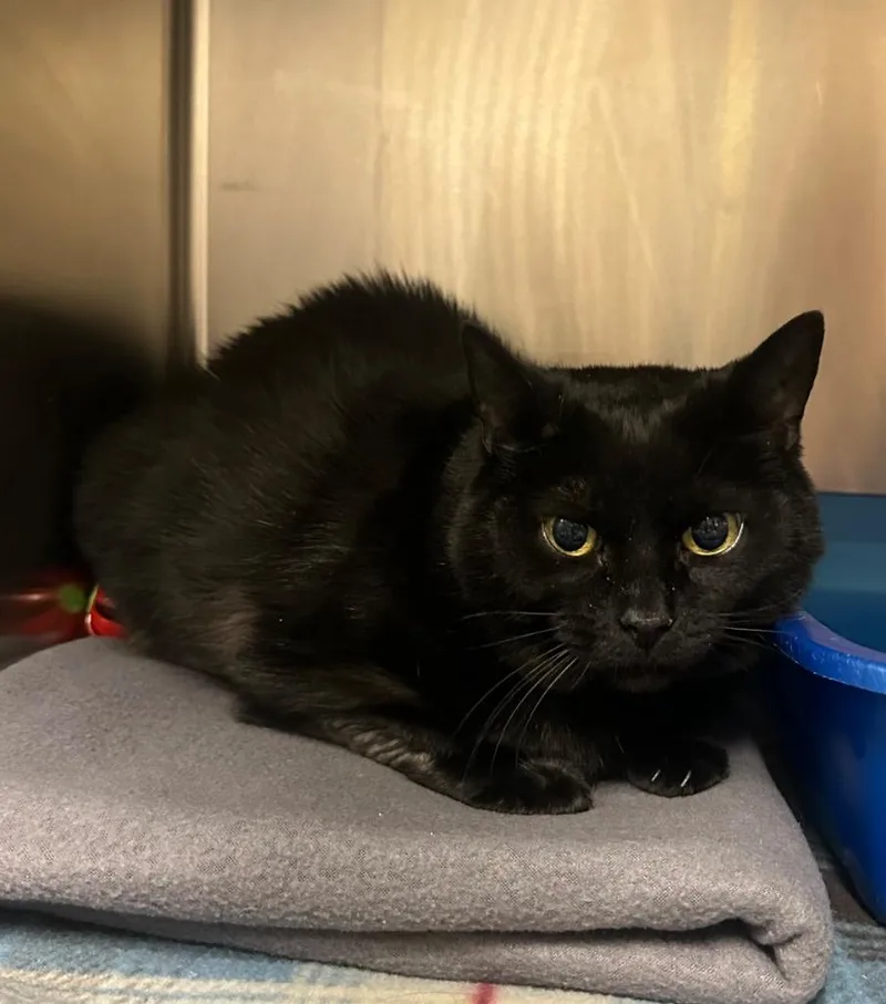 A senior medium-sized female Domestic Short Hair cat named Binx for adoption in Johnson City, TN