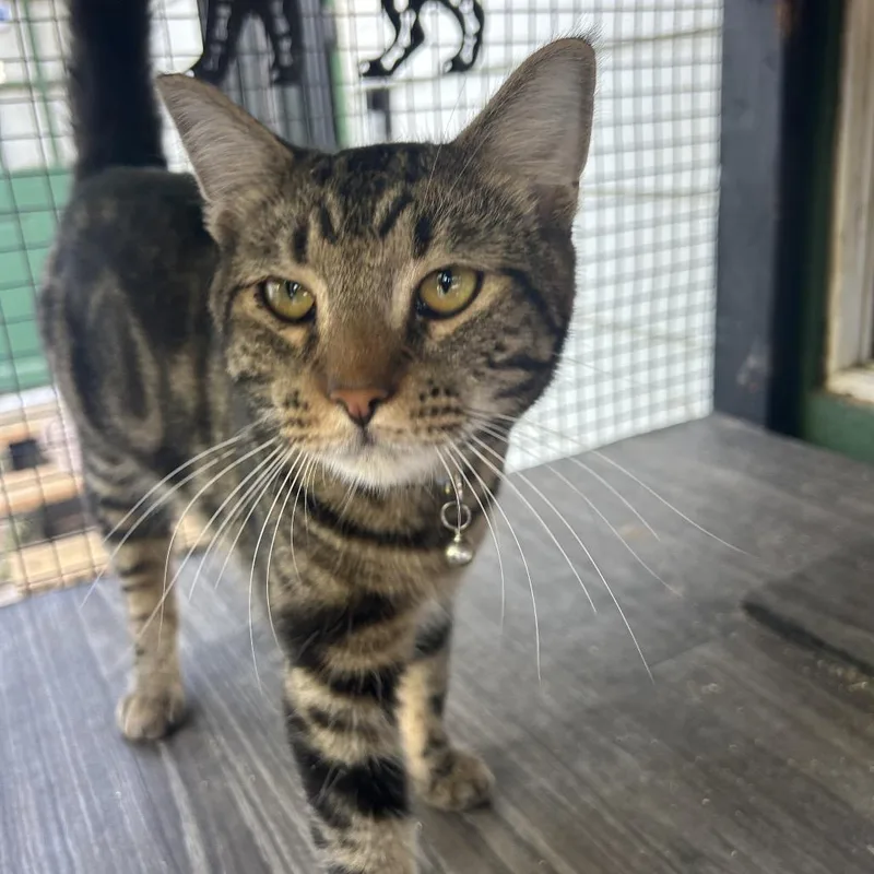 An adult medium-sized male Brown / Chocolate Domestic Short Hair cat named Mr chunks for adoption in Veneta, OR