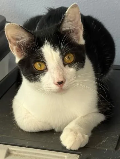 A baby small-sized female Domestic Short Hair cat named Prissy for adoption in Port Saint Joe, FL