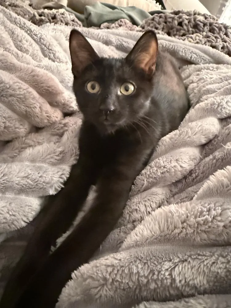 A baby small-sized male Black Domestic Short Hair cat named Menace for adoption in Hudson, NH