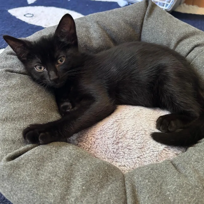 A baby small-sized male Black Domestic Short Hair cat named Cruise for adoption in Hopkinton, MA