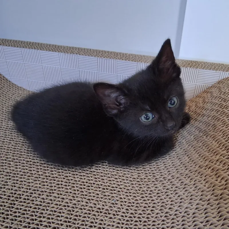 A baby small-sized female Black Domestic Short Hair cat named Bobbi for adoption in Harrisonburg, VA