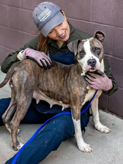 An adult medium-sized female Mixed Breed dog named Pretty Princess for adoption in Chamblee, GA