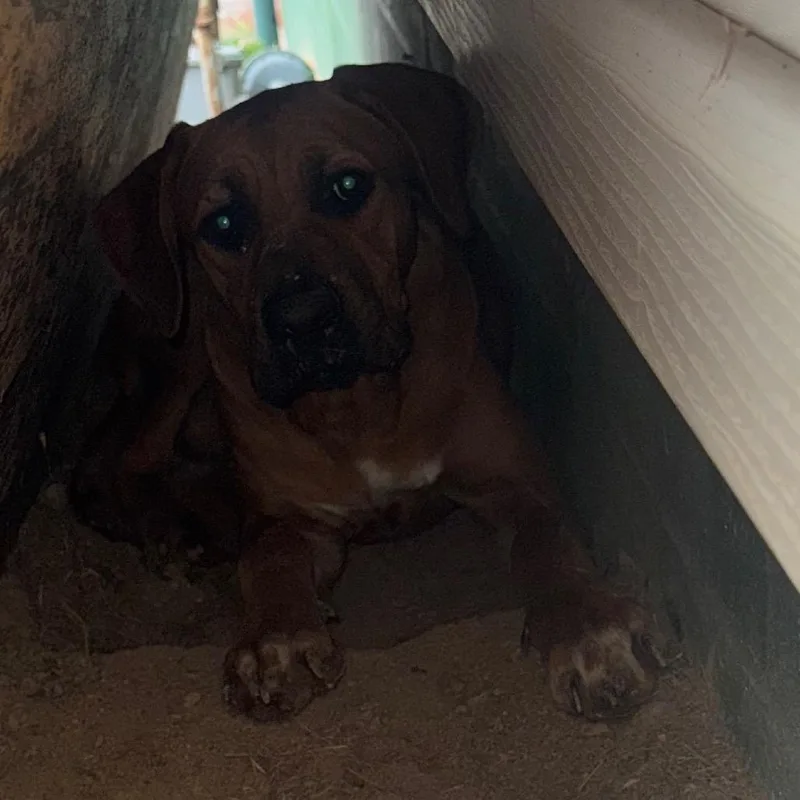 A young medium-sized male Yellow / Tan / Blond / Fawn Mixed Breed dog named Ziki for adoption in Shinnston, WV