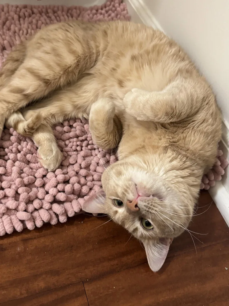 An adult medium-sized male Orange / Red Domestic Short Hair cat named Bernoulli for adoption in Herndon, VA