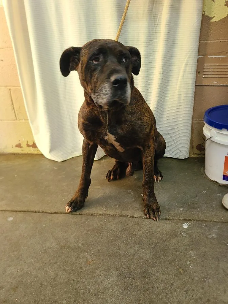 A senior medium-sized male Pit Bull Terrier dog named Stefan for adoption in Swainsboro, GA