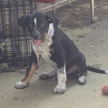 A baby medium-sized male Black Australian Cattle Dog / Blue Heeler dog named Courage for adoption in Brownsboro, AL