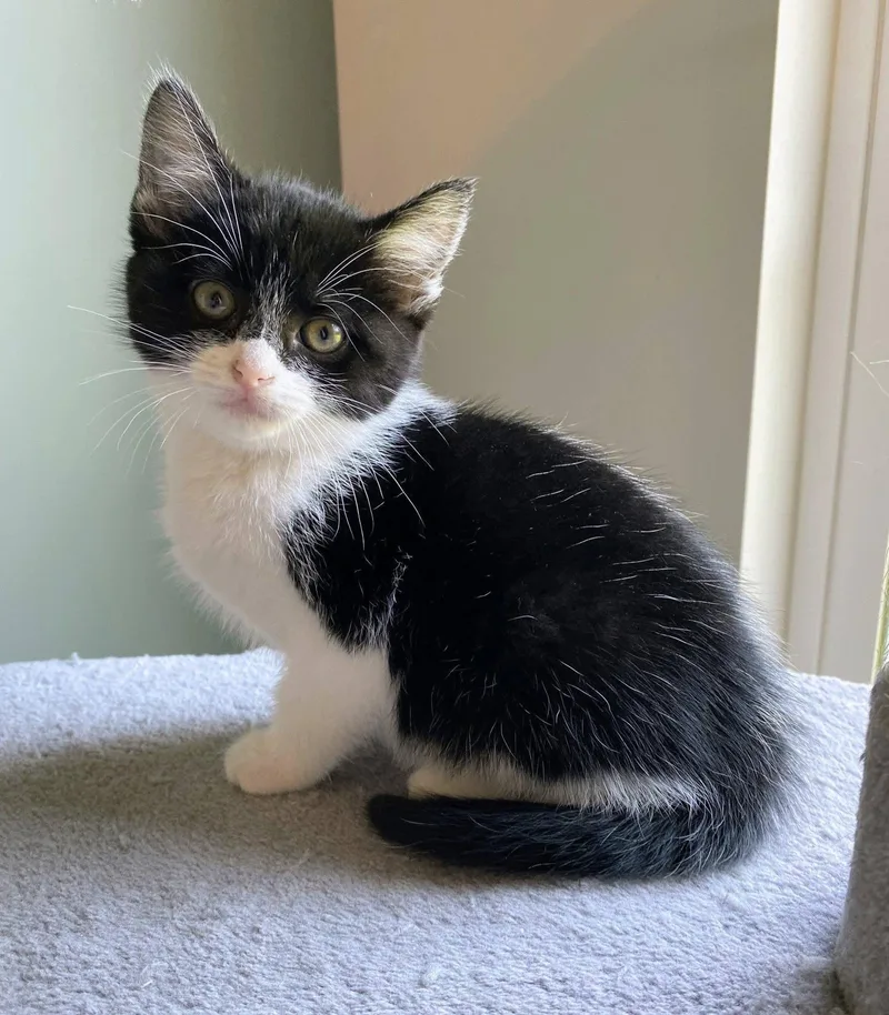 A baby medium-sized female Black & White / Tuxedo Domestic Short Hair cat named Sandy for adoption in Murfreesboro, TN