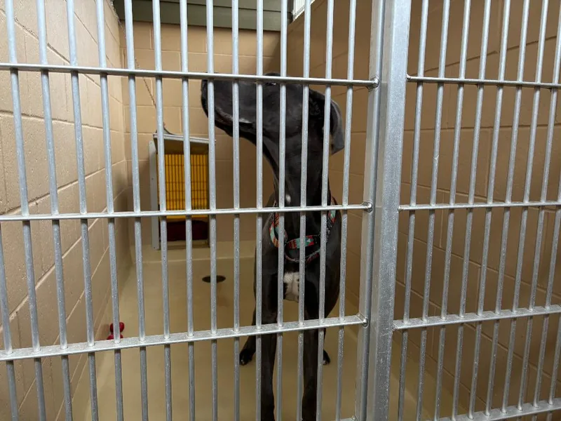 A young extra large-sized male Great Dane dog named Ernest for adoption in Coupeville, WA